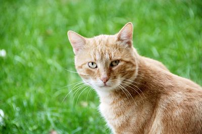 Close-up portrait of a cat