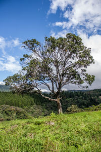 Tree on field against sky