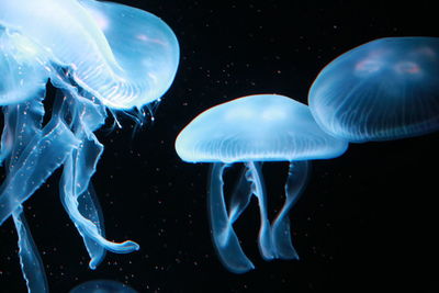 Close-up of jellyfish swimming in sea