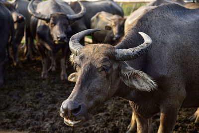 Close-up of animal on field