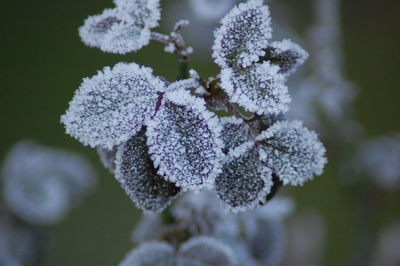 Close-up of flowers against blurred background
