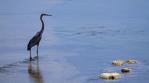 Bird on a lake