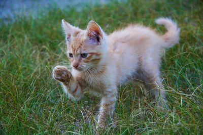 Full length of a cat on field