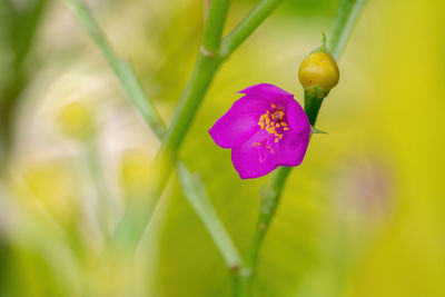 Close-up of purple flowering plant