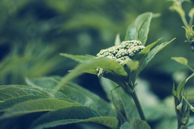 Close-up of fresh green plant