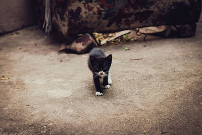 High angle portrait of cat on field