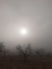 Bare tree on field against sky during foggy weather