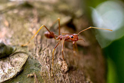 Close-up of ant on leaf