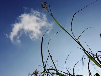 Low angle view of plants against blue sky