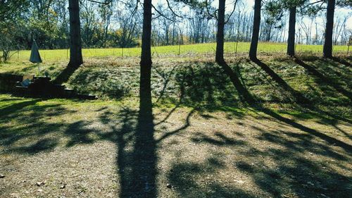 Trees on grassy field