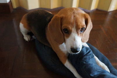 Portrait of beagle dog sitting on seat at home
