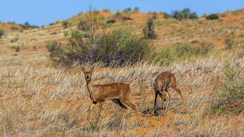 Steenbok couple in desert scenery in kruger national park, south africa 