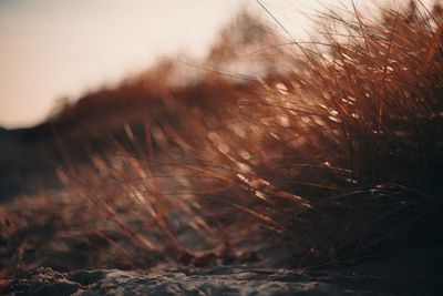 Close-up of grass on field