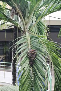 Close-up of palm tree