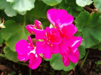 Close-up of pink flowers blooming outdoors