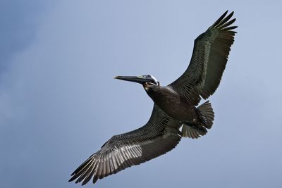 Low angle view of bird flying against clear sky