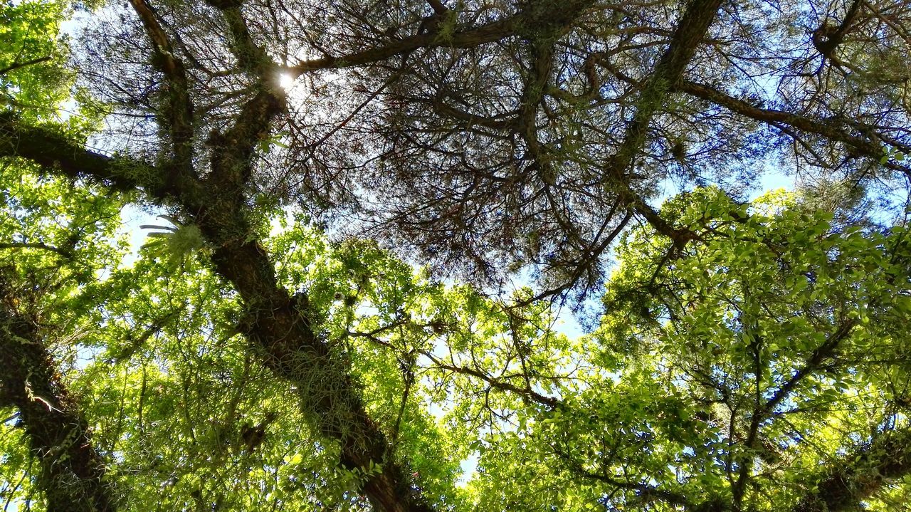 LOW ANGLE VIEW OF TREES AGAINST SKY