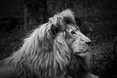 Side view of an animal looking away