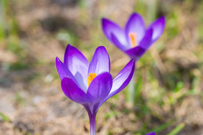 Close-up of purple crocus flower