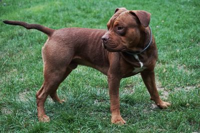 Dog looking away on field