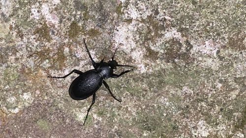 Close-up of black insect on rock