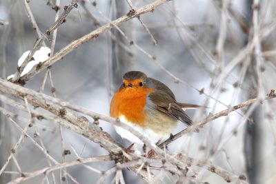 Close-up of robin perching on branch during winter