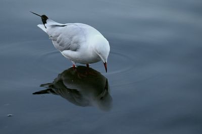 High angle view of seagull perching on a lake