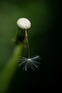 Close-up of dandelion on plant