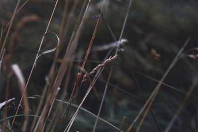 Close-up of plant against blurred background