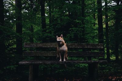 Portrait of dog sitting on bench