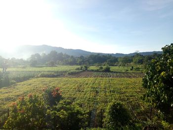 Scenic view of vineyard against sky