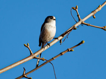 Low angle view of bird perching on tree against sky