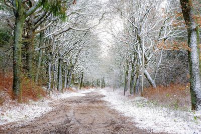 Empty road amidst trees in forest