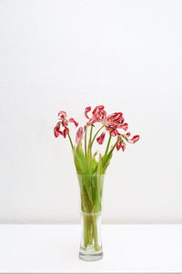 Close-up of vase against white background