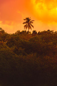 Silhouette palm trees on field against orange sky