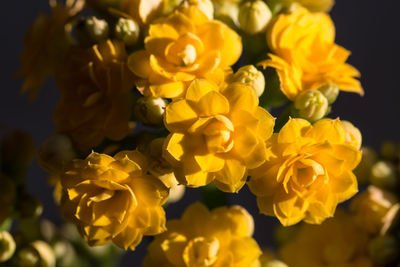 Close-up of yellow flowering plant