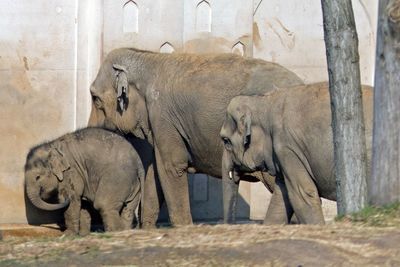 View of elephant in zoo