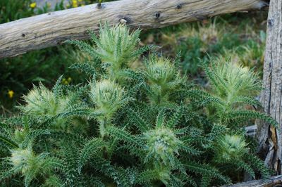 Plants growing by wooden fence