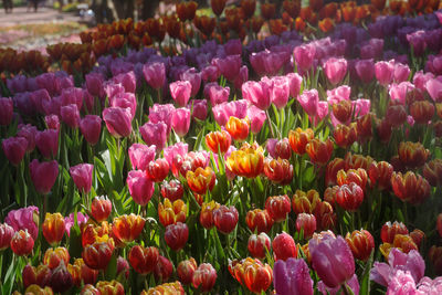 Close-up of purple tulips in field