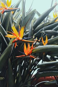 Close-up of orange flowering plant