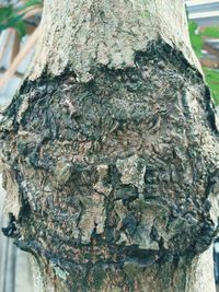 Close-up of tree trunk