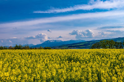 Scenic view of oilseed rape field against sky