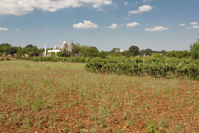 Plants growing on field against sky