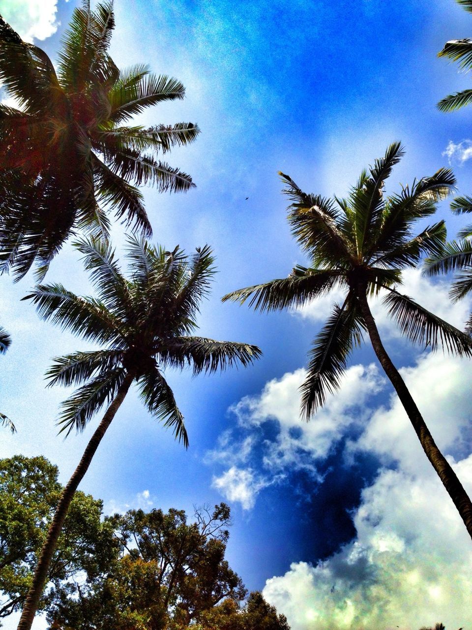 low angle view, tree, palm tree, sky, blue, cloud - sky, growth, cloud, tranquility, nature, beauty in nature, tree trunk, branch, scenics, cloudy, day, outdoors, no people, tranquil scene, tall - high