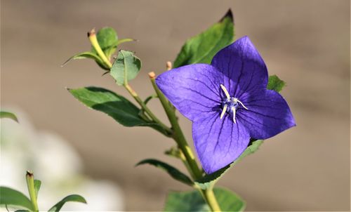 Close-up of purple flowering plant