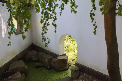 Plant against wall and trees