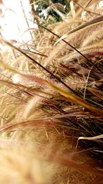 Close-up of leaves