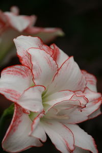 Close-up of pink rose flower