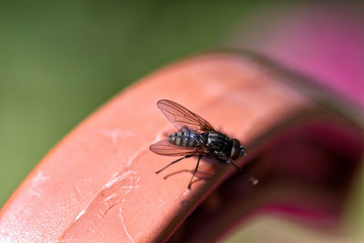 Close-up of fly on hanger