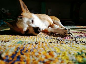 Close-up of dog sleeping on rug